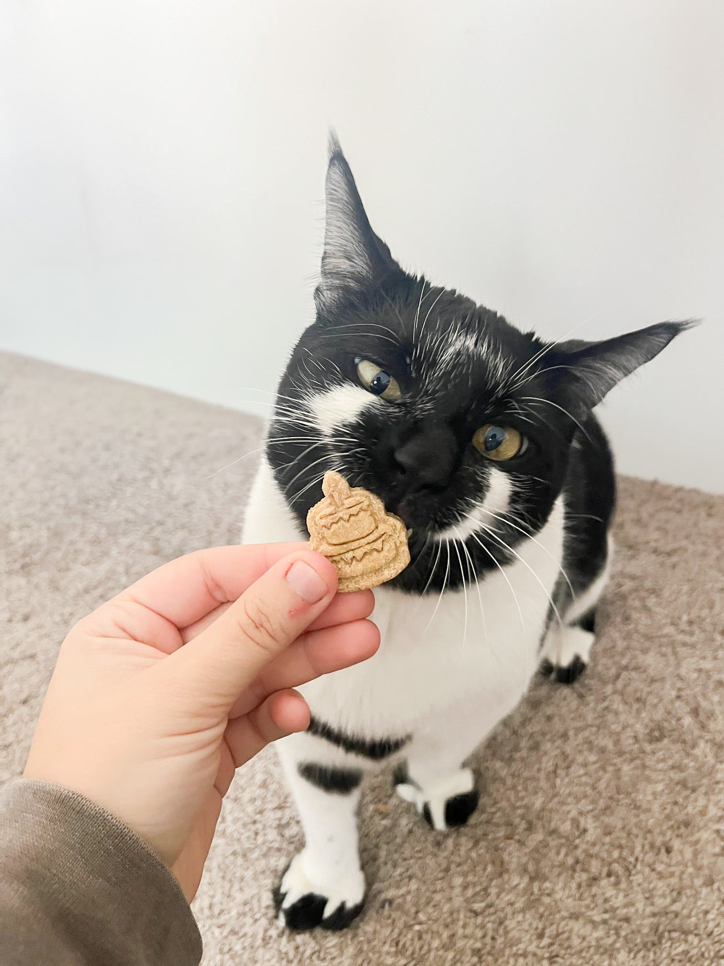Kitty Birthday Biscuits 4Pack