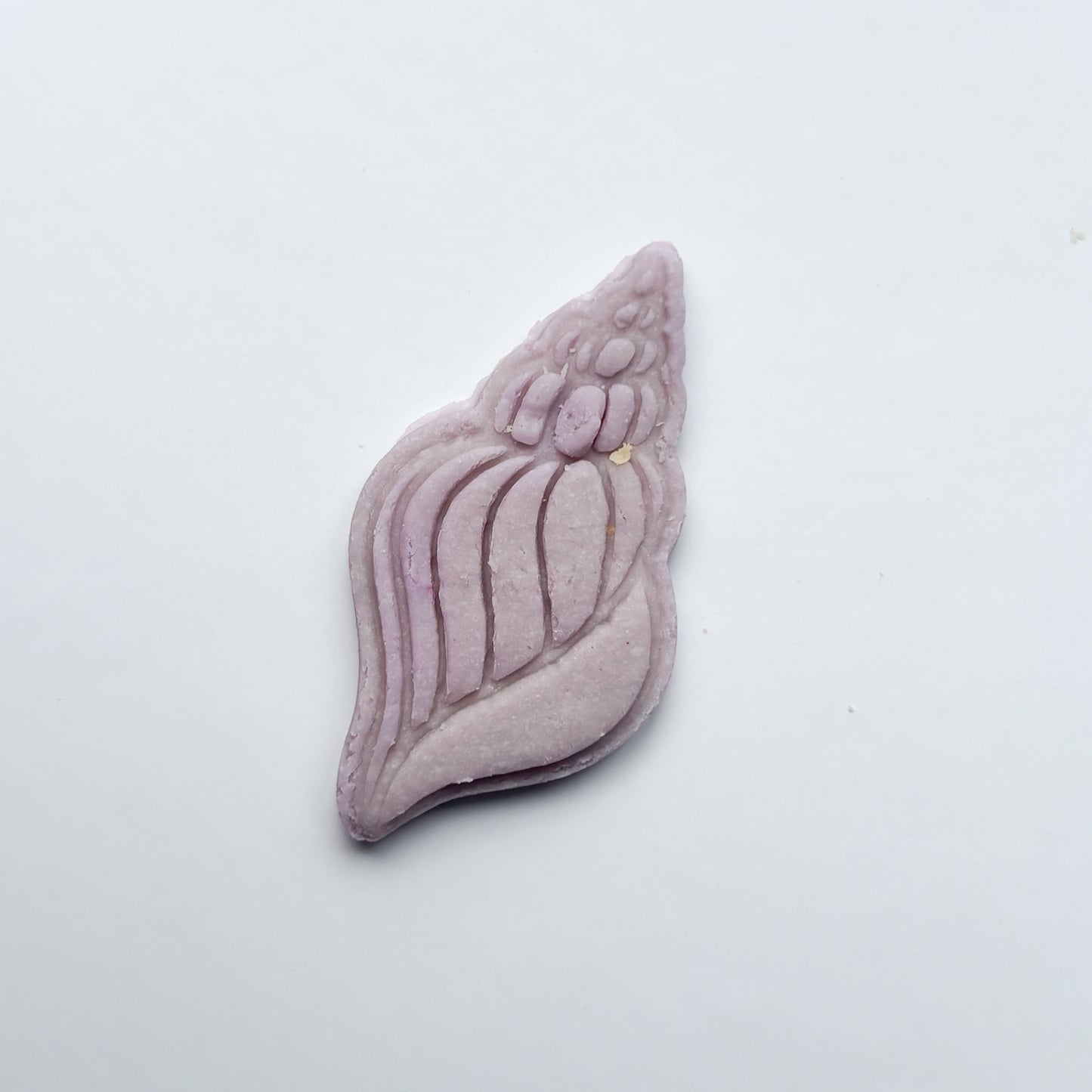 Sea Shell 12pack