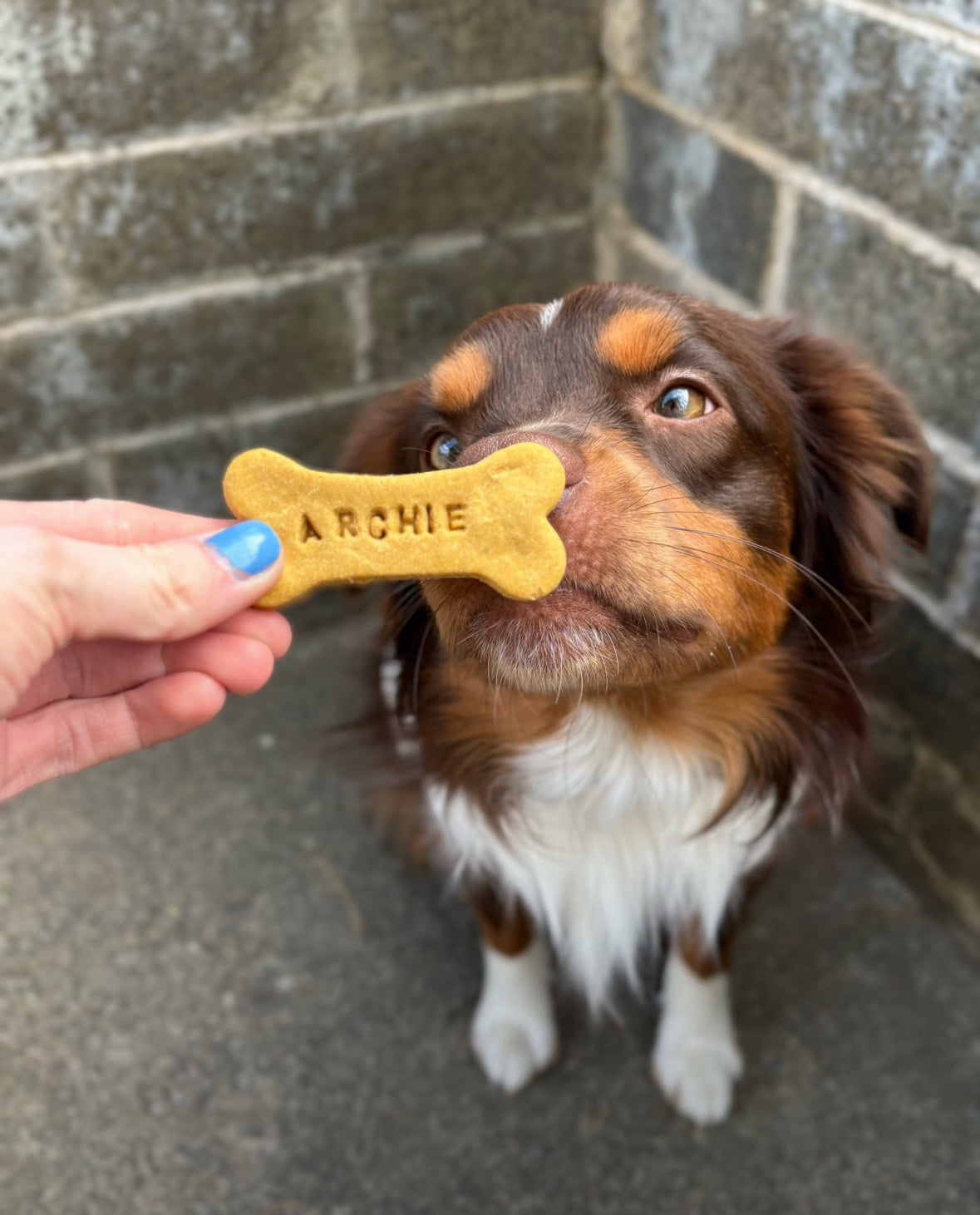 Custom Dog Bones