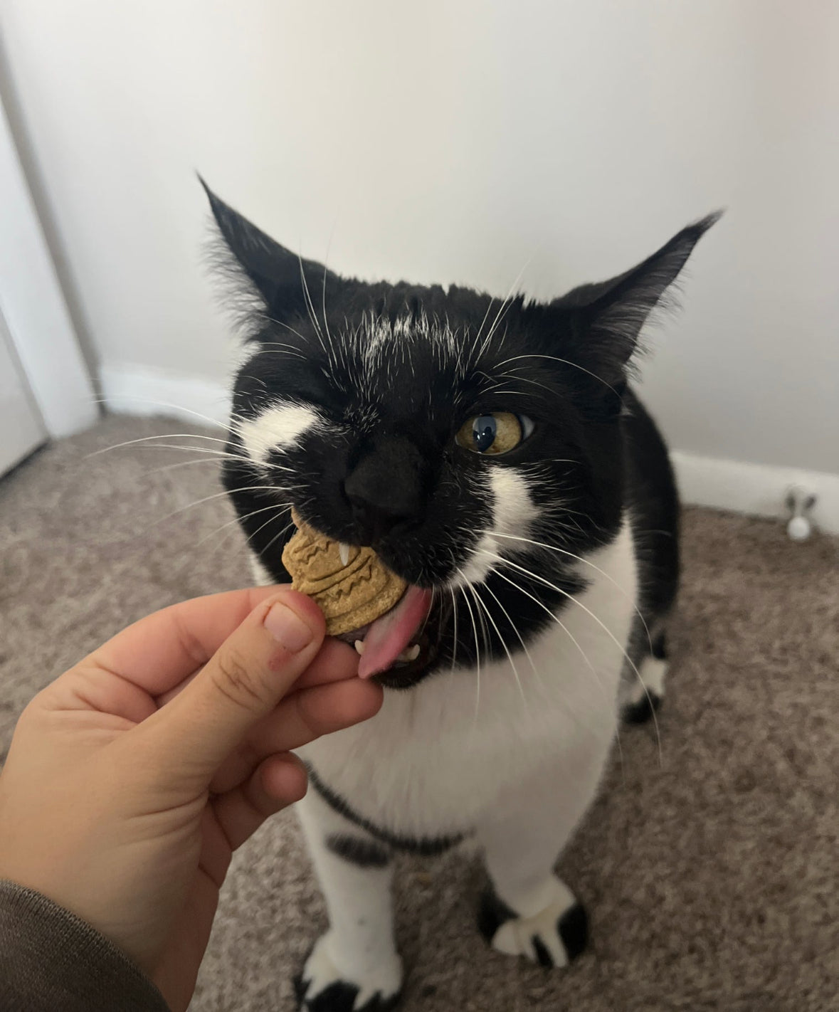 Kitty Birthday Biscuits 4Pack