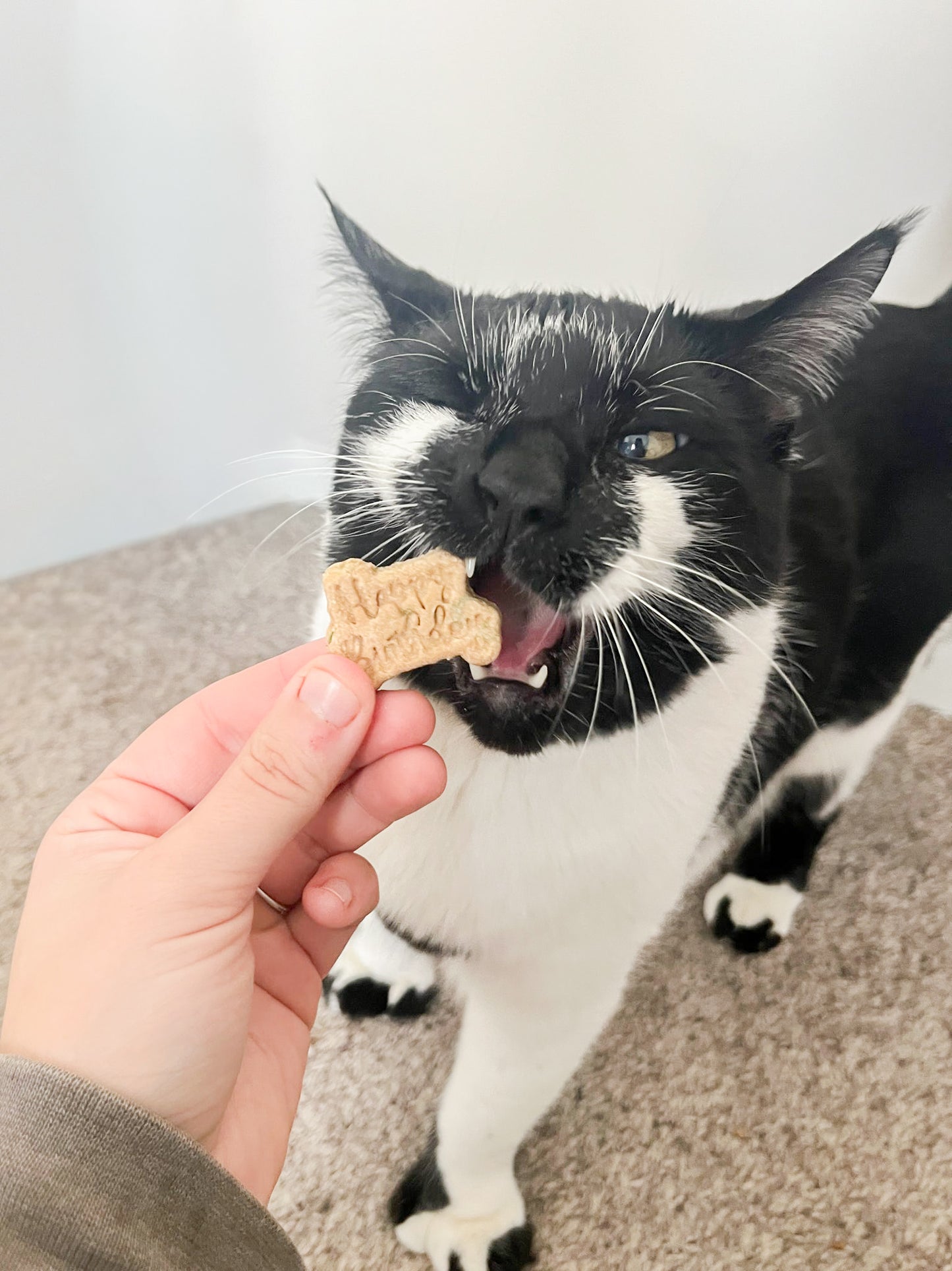 Kitty Birthday Biscuits 4Pack