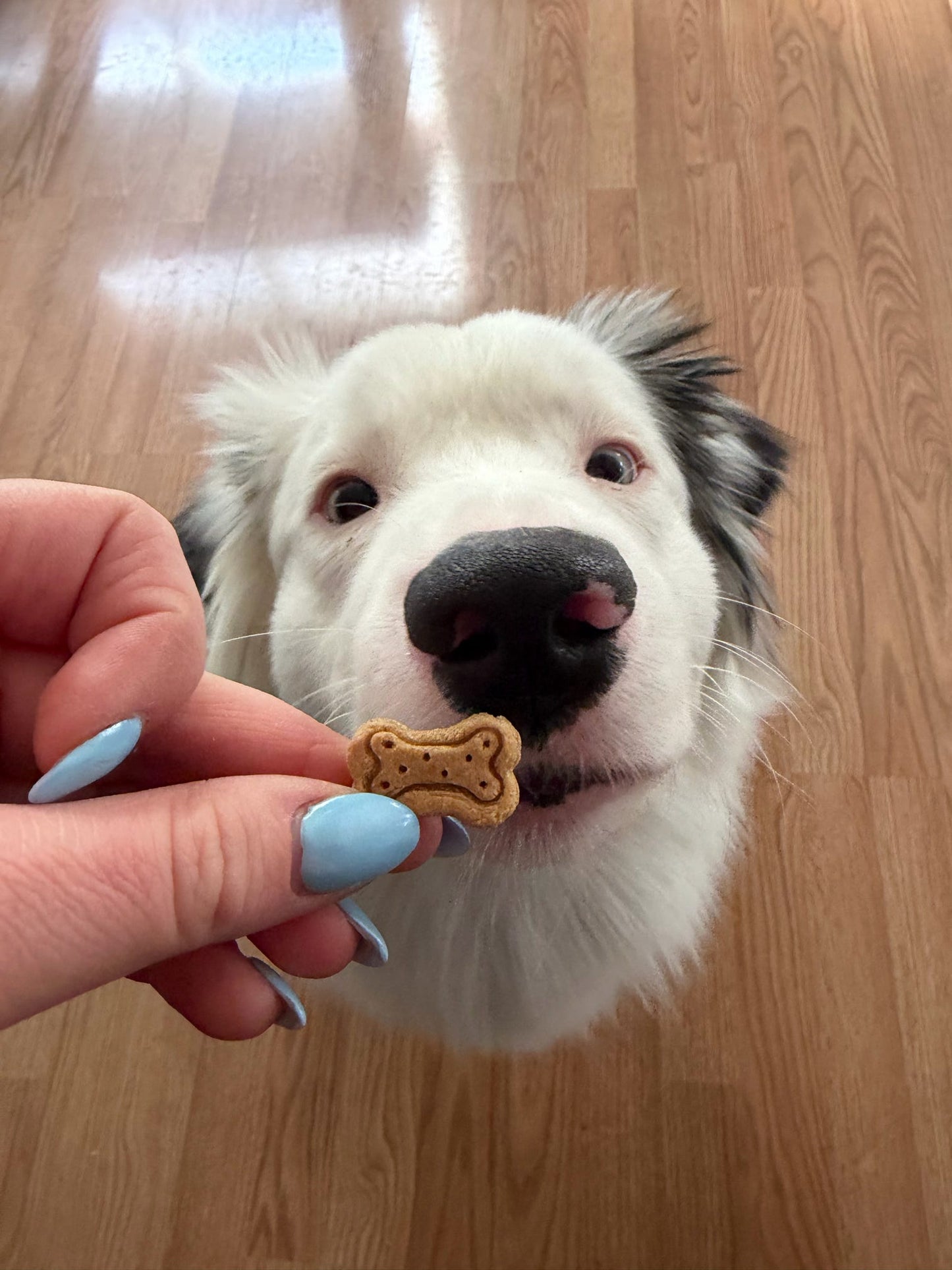 Dog Bones Training Treats Bag