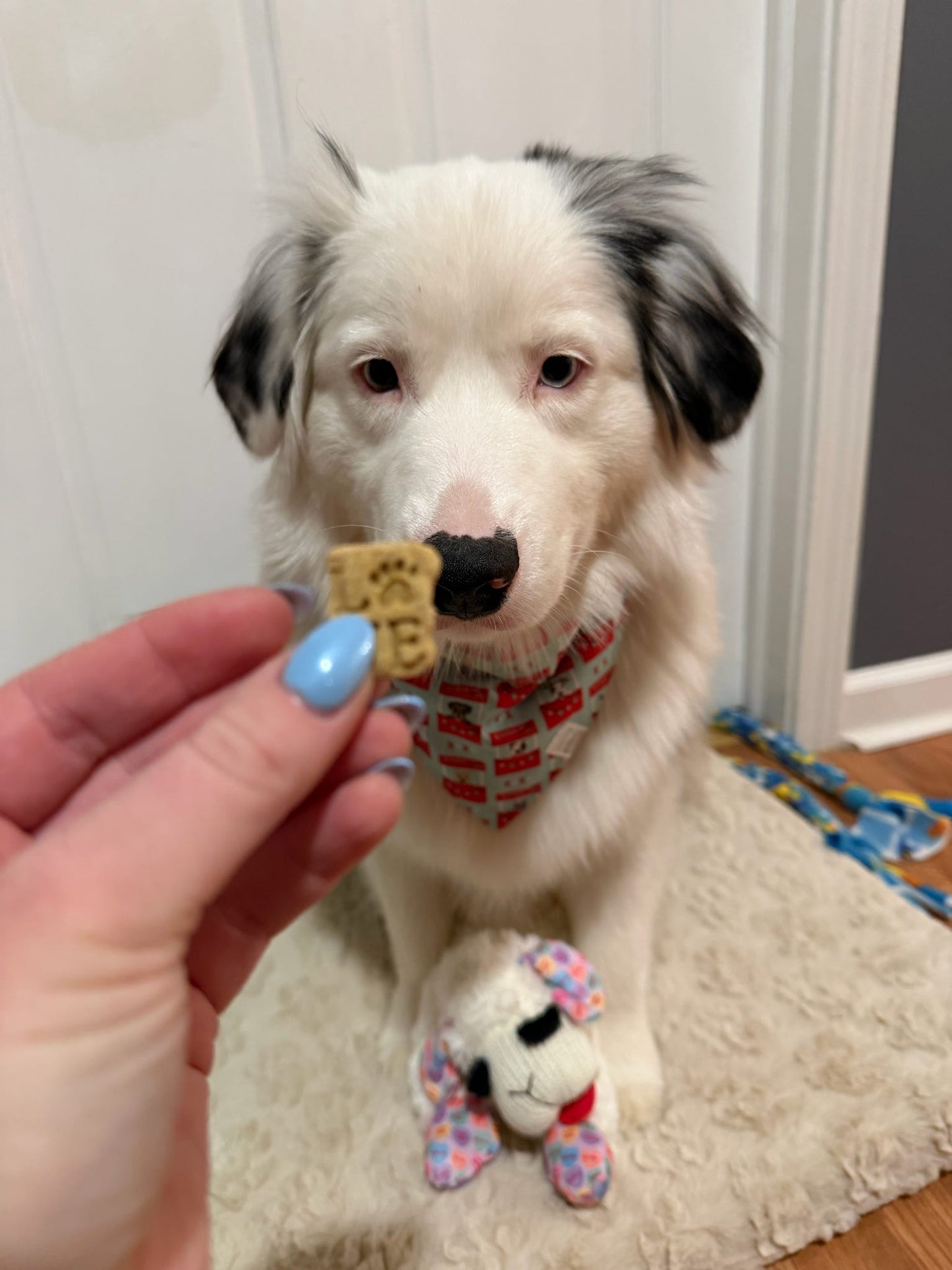 Love Training Treats Bag
