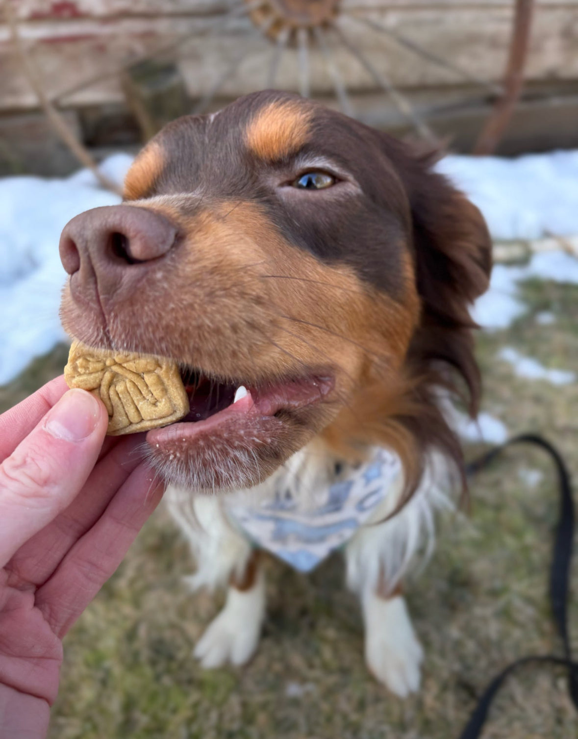 Dog Birthday Biscuits 4Pack